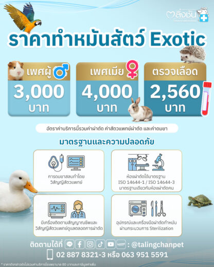 ราคาทำหมันสัตว์เลี้ยง Exotic ทั้งเพศผู้ และเพศเมีย