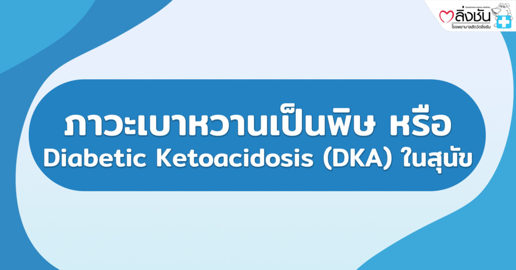 ภาวะเบาหวานเป็นพิษ หรือ Diabetic Ketoacidosis (DKA) ในสุนัข