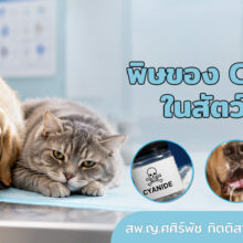 ไซยาไนด์ (cyanide) เป็นสารพิษธรรมชาติที่พบได้ทั้งในสัตว์ แมลง แบคทีเรีย และพืชจำนวนมาก