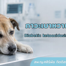 เป็นความผิดปกติของระบบเมตาบอลิสมที่สามารถเกิดได้กับสัตว์ที่ป่วยด้วยโรคเบาหวาน