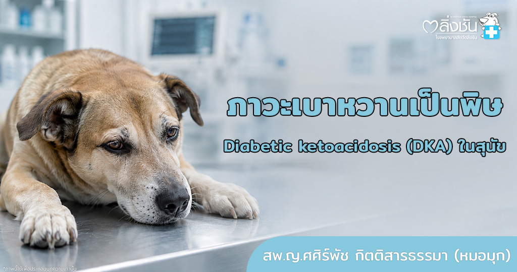เป็นความผิดปกติของระบบเมตาบอลิสมที่สามารถเกิดได้กับสัตว์ที่ป่วยด้วยโรคเบาหวาน