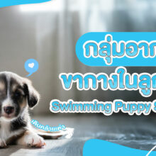 กลุ่มอาการขากวงในลูกสุนัข-Swimming-Puppy-Syndrome