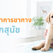 ลูกสุนัขขากางนอนราบบนพื้น พร้อมข้อมูลเกี่ยวกับภาวะ Swimming Puppy Syndrome