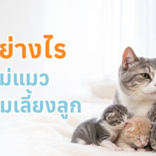 สาเหตุที่แม่แมวไม่ยอมเลี้ยงลูก เกิดจากอะไร แก้ไขได้อย่างไรบ้าง