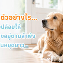 เตรียมตัวอย่างไรเมื่อต้องปล่อยให้สัตว์เลี้ยงอยู่ตามลำพัง