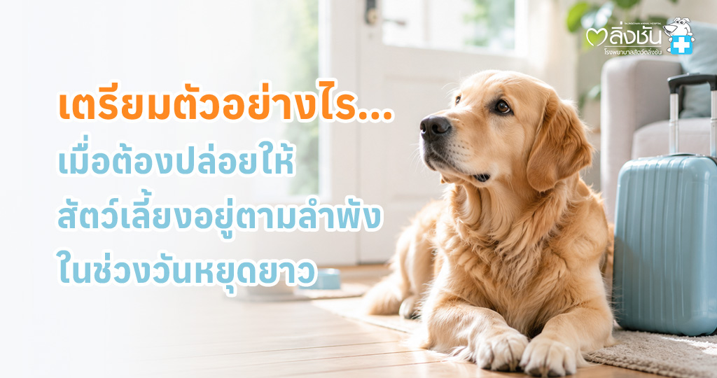 เตรียมตัวอย่างไรเมื่อต้องปล่อยให้สัตว์เลี้ยงอยู่ตามลำพัง