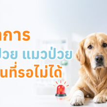 บทความแนะนำ 8 อาการฉุกเฉินของสุนัขและแมวที่ต้องรีบพบสัตวแพทย์ เช่น หายใจลำบาก ชัก อาเจียนไม่หยุด ถ่ายเป็นเลือด และได้รับสารพิษ