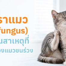 เชื้อราแมว สาเหตุที่ทำให้แมวขนร่วง