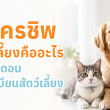สัตวแพทย์กำลังฝังไมโครชิพให้สุนัข พร้อมแนะนำขั้นตอนการขึ้นทะเบียนสัตว์เลี้ยงตามข้อบัญญัติใหม่ของกรุงเทพมหานคร