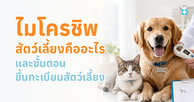 สัตวแพทย์กำลังฝังไมโครชิพให้สุนัข พร้อมแนะนำขั้นตอนการขึ้นทะเบียนสัตว์เลี้ยงตามข้อบัญญัติใหม่ของกรุงเทพมหานคร