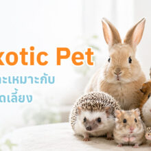 5 Exotic Pet ยอดนิยม พร้อมข้อมูลการดูแลเบื้องต้นก่อนตัดสินใจเลี้ยง