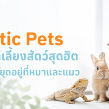 สัตว์เลี้ยงเอ็กโซติก (Exotic Pet) เช่น เต่า กระต่าย แฮมสเตอร์ นก และสัตว์เลื้อยคลาน พร้อมข้อมูลการดูแลเบื้องต้น