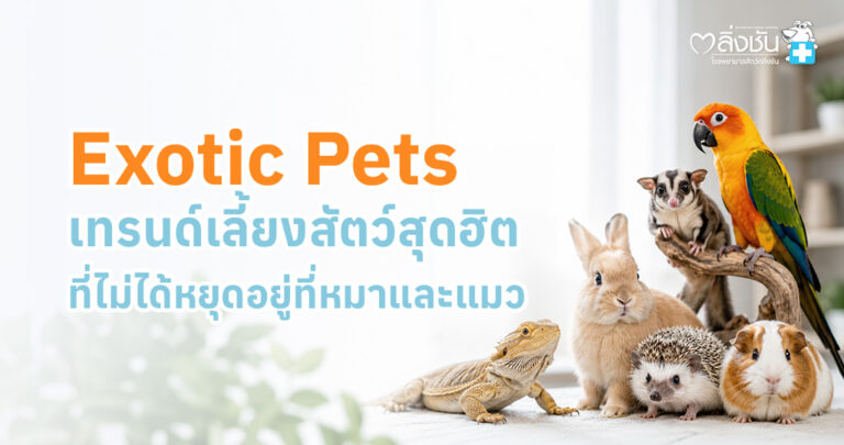 สัตว์เลี้ยงเอ็กโซติก (Exotic Pet) เช่น เต่า กระต่าย แฮมสเตอร์ นก และสัตว์เลื้อยคลาน พร้อมข้อมูลการดูแลเบื้องต้น