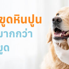 สัตวแพทย์กำลังขูดหินปูนให้สุนัข เพื่อดูแลสุขภาพช่องปากและฟัน