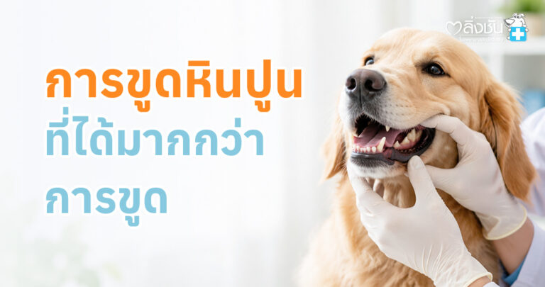 สัตวแพทย์กำลังขูดหินปูนให้สุนัข เพื่อดูแลสุขภาพช่องปากและฟัน