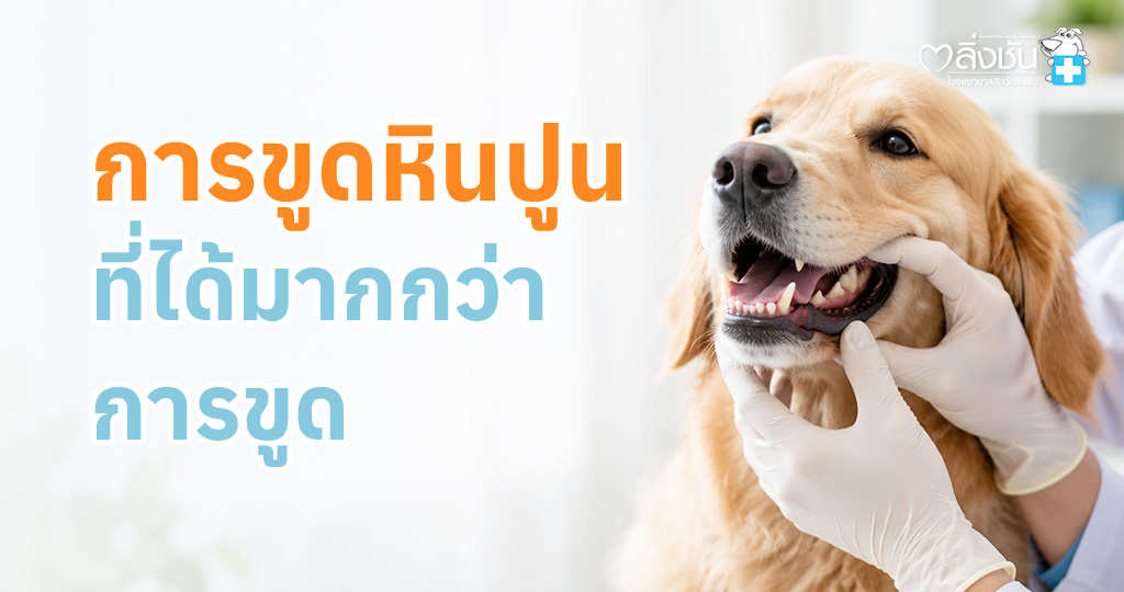 สัตวแพทย์กำลังขูดหินปูนให้สุนัข เพื่อดูแลสุขภาพช่องปากและฟัน