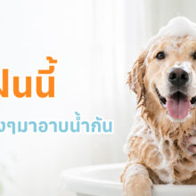 อาบน้ำและดูแลขนสุนัขโดยผู้เชี่ยวชาญ เพื่อสุขภาพผิวและขนที่ดี