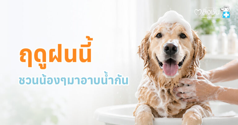อาบน้ำและดูแลขนสุนัขโดยผู้เชี่ยวชาญ เพื่อสุขภาพผิวและขนที่ดี