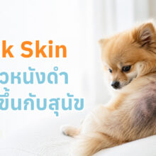 สุนัขมีขนร่วงเป็นหย่อมและผิวหนังสีดำ ซึ่งเป็นลักษณะของโรค Black Skin