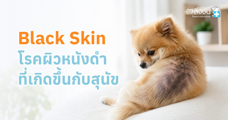 สุนัขมีขนร่วงเป็นหย่อมและผิวหนังสีดำ ซึ่งเป็นลักษณะของโรค Black Skin