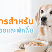 ข้อมูลเกี่ยวกับสารอาหารสำคัญสำหรับสุนัขและแมวที่ป่วยหรืออยู่ในช่วงพักฟื้น เพื่อช่วยให้ร่างกายฟื้นตัวและเสริมภูมิคุ้มกัน