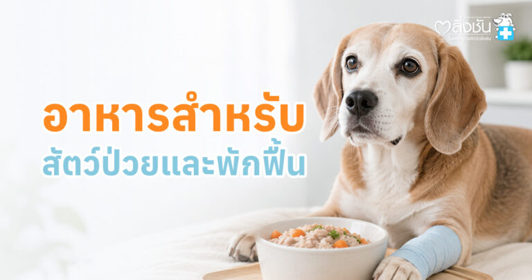ข้อมูลเกี่ยวกับสารอาหารสำคัญสำหรับสุนัขและแมวที่ป่วยหรืออยู่ในช่วงพักฟื้น เพื่อช่วยให้ร่างกายฟื้นตัวและเสริมภูมิคุ้มกัน