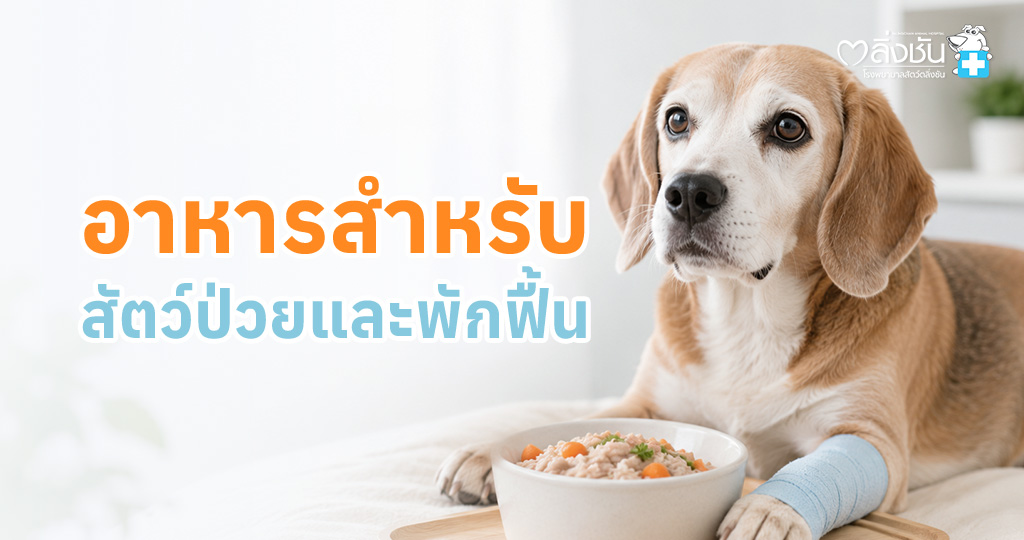 ข้อมูลเกี่ยวกับสารอาหารสำคัญสำหรับสุนัขและแมวที่ป่วยหรืออยู่ในช่วงพักฟื้น เพื่อช่วยให้ร่างกายฟื้นตัวและเสริมภูมิคุ้มกัน