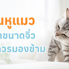 รู้จักไรในหูแมว อาการ วิธีรักษา และการป้องกัน