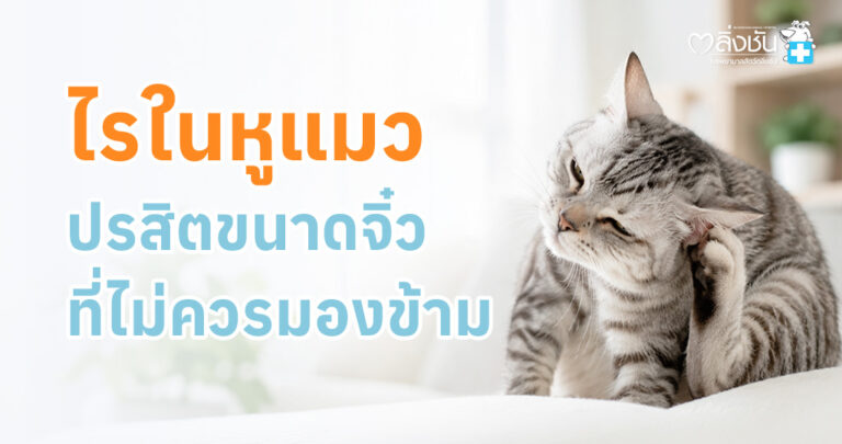 รู้จักไรในหูแมว อาการ วิธีรักษา และการป้องกัน