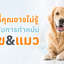 บทความแนะนำข้อดีของการทำหมันสุนัขและแมว ขั้นตอนการทำหมัน การดูแลหลังผ่าตัด และผลข้างเคียงที่เจ้าของควรรู้