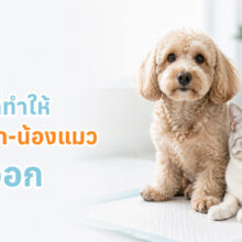 ข้อมูลเกี่ยวกับโรคนิ่วในสุนัขและแมว อธิบายสาเหตุ อาการ วิธีรักษา และแนวทางป้องกันภาวะปัสสาวะอุดตัน