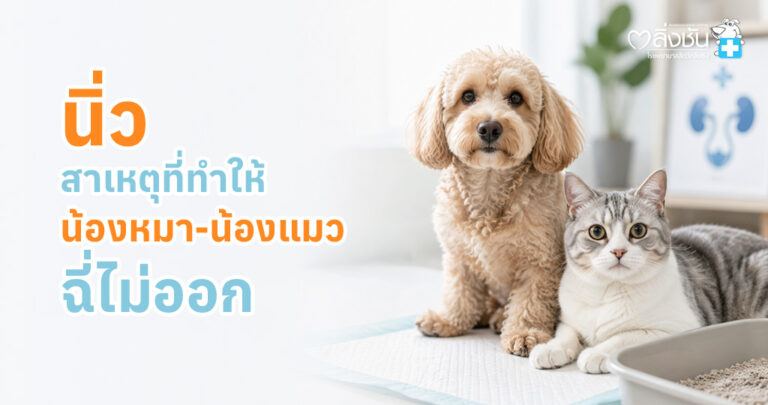 ข้อมูลเกี่ยวกับโรคนิ่วในสุนัขและแมว อธิบายสาเหตุ อาการ วิธีรักษา และแนวทางป้องกันภาวะปัสสาวะอุดตัน