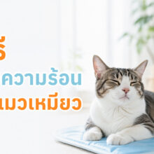บทความแนะนำ 5 วิธีที่แมวใช้ระบายความร้อนตามธรรมชาติ พร้อมสัญญาณอันตรายของภาวะฮีทสโตรกที่เจ้าของควรรู้