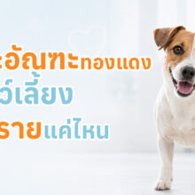 ภาวะอัณฑะทองแดง คืออาการผิดปกติของอัณฑะที่ไม่เคลื่อนตัวลงมาในถุงอัณฑะ