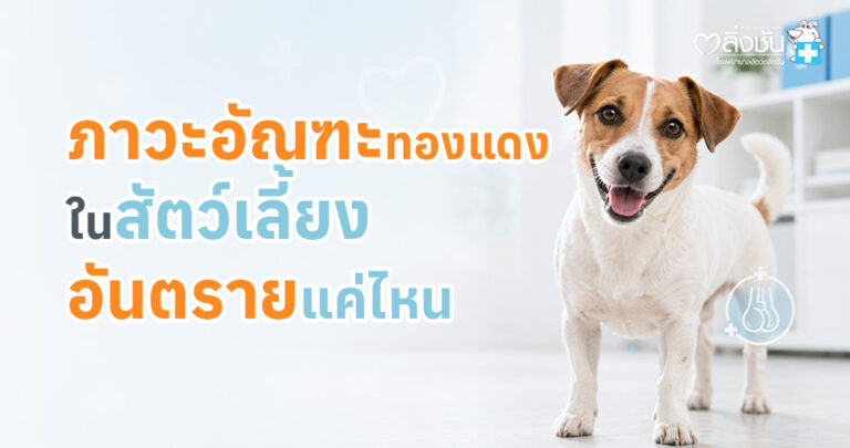 ภาวะอัณฑะทองแดง คืออาการผิดปกติของอัณฑะที่ไม่เคลื่อนตัวลงมาในถุงอัณฑะ