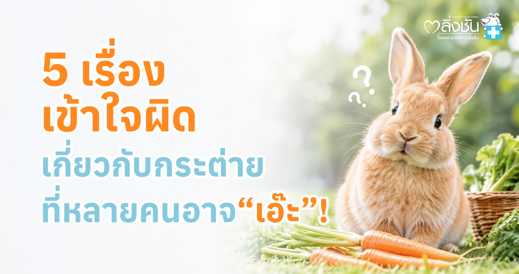 แนะนำ 5 ความเข้าใจผิดเกี่ยวกับการเลี้ยงกระต่าย พร้อมข้อมูลการดูแลที่ถูกต้องเรื่องอาหาร การอาบน้ำ สุขภาพ และการใช้ชีวิต
