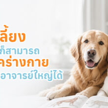 นอกจากคนแล้ว สัตว์ก็สามารถบริจาคร่างกายเพื่อเป็น “อาจารย์ใหญ่” ให้กับนักศึกษาสัตวแพทย์ได้เหมือนกัน เพื่อใช้ในการเรียนรู้โครงสร้างร่างกายจริง ๆ และช่วยพัฒนาการรักษาสำหรับสัตว์อื่น ๆ ในอนาคต