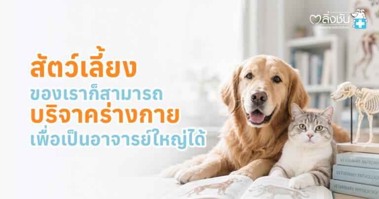 นอกจากคนแล้ว สัตว์ก็สามารถบริจาคร่างกายเพื่อเป็น “อาจารย์ใหญ่” ให้กับนักศึกษาสัตวแพทย์ได้เหมือนกัน เพื่อใช้ในการเรียนรู้โครงสร้างร่างกายจริง ๆ และช่วยพัฒนาการรักษาสำหรับสัตว์อื่น ๆ ในอนาคต