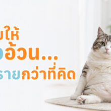 ข้อมูลเกี่ยวกับภาวะโรคอ้วนในแมว พร้อมสาเหตุ ความเสี่ยงต่อสุขภาพ วิธีประเมิน และการดูแลควบคุมน้ำหนัก