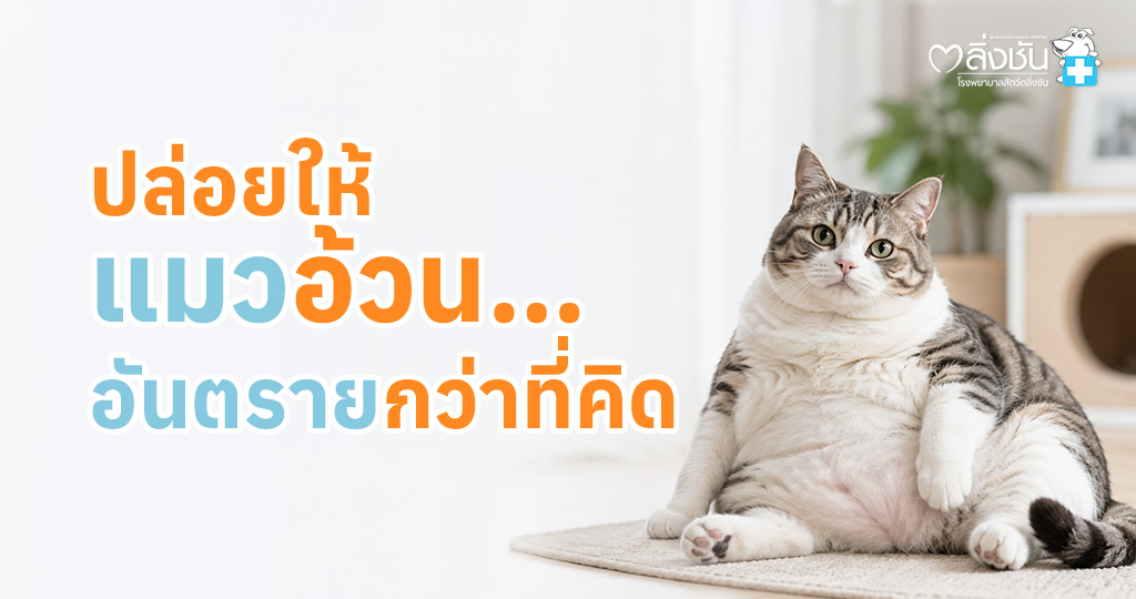 ข้อมูลเกี่ยวกับภาวะโรคอ้วนในแมว พร้อมสาเหตุ ความเสี่ยงต่อสุขภาพ วิธีประเมิน และการดูแลควบคุมน้ำหนัก