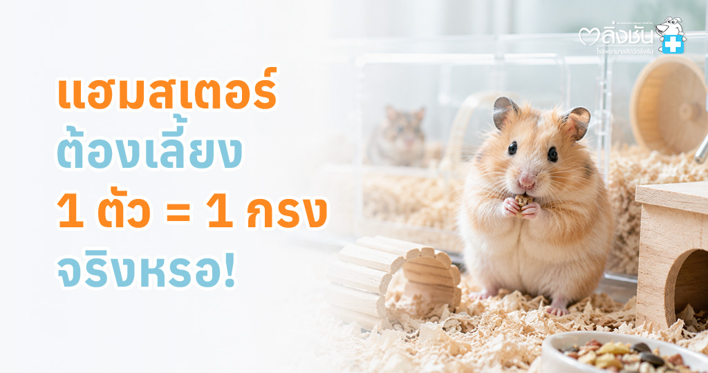 ทำไมแฮมสเตอร์ควรเลี้ยงแยกกรง พร้อมวิธีดูแลให้น้องมีความสุข
