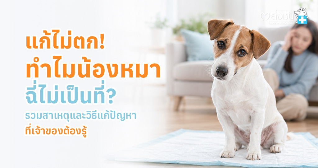 สาเหตุที่สุนัขฉี่ไม่เป็นที่ พร้อมวิธีแก้ไขอย่างถูกต้อง