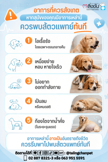 อาการที่ควรสังเกตในสุนัข เช่น ไอเรื้อรัง เหนื่อยง่าย เป็นลม ท้องโต ควรรีบพบสัตวแพทย์ทันที โรงพยาบาลสัตว์ตลิ่งชัน