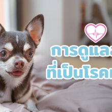 วิธีการดูแลสุนัขที่เป็นโรคหัวใจ ให้อยู่กับเราไปนานๆ