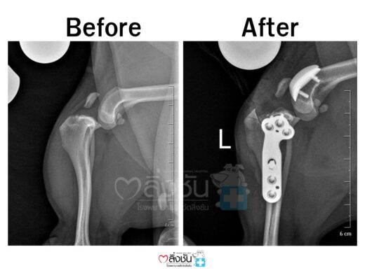 ภาพ xray ก่อนและหลังผ่าตัดสะบ้าเคลื่อน และเอ็นหัวเข่าขาดในสุนัข