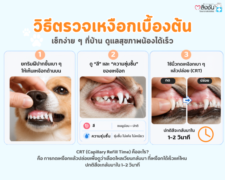 อินโฟกราฟิกวิธีตรวจเหงือกเบื้องต้นในสุนัขและแมว แสดงขั้นตอนการยกริมฝีปาก ดูสีและความชุ่มชื้นของเหงือก และการกดเหงือก