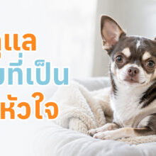 วิธีดูแลสุนัขโรคหัวใจ พร้อมสังเกตอาการและสัญญาณอันตราย