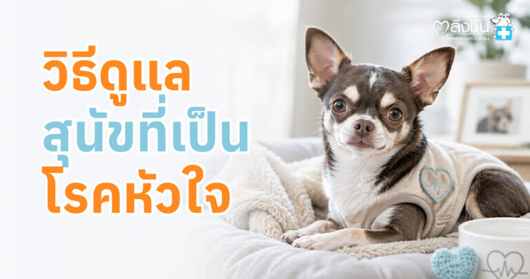วิธีดูแลสุนัขโรคหัวใจ พร้อมสังเกตอาการและสัญญาณอันตราย