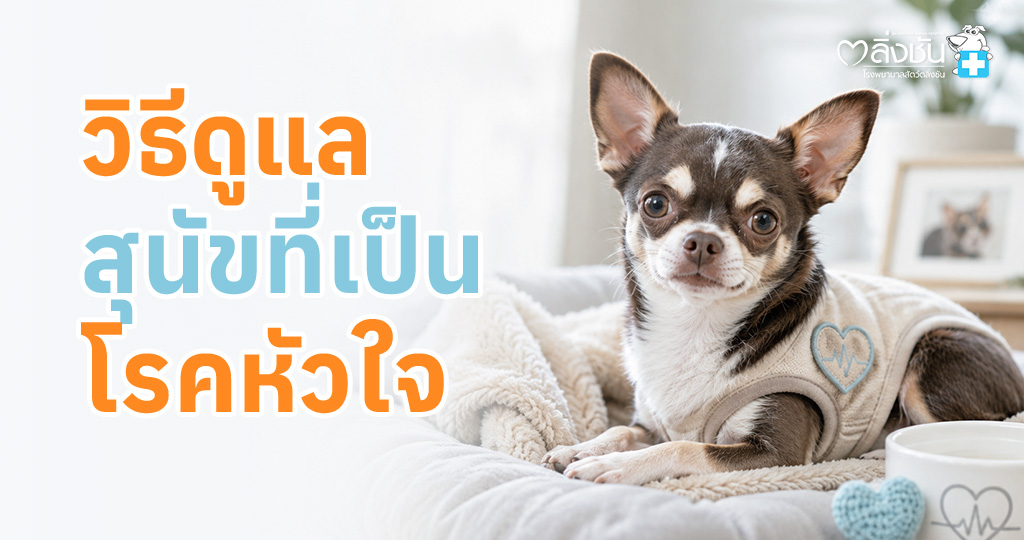 วิธีดูแลสุนัขโรคหัวใจ พร้อมสังเกตอาการและสัญญาณอันตราย