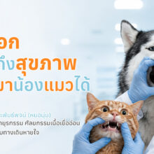 สัตวแพทย์กำลังเปิดริมฝีปากสุนัขเพื่อตรวจสีเหงือก พร้อมตัวอย่างสีเหงือกที่บ่งบอกสุขภาพและข้อความแนะนำให้สังเกตความผิดปกติของเหงือกเพื่อประเมินสุขภาพเบื้องต้น